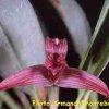 ORCHIDEES DU FENOUILLEDES