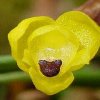 ORCHIDEES DU FENOUILLEDES