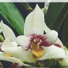 ORCHIDEES DU FENOUILLEDES