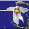ORCHIDEES DU FENOUILLEDES