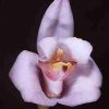 ORCHIDEES DU FENOUILLEDES