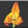 ORCHIDEES DU FENOUILLEDES