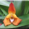 ORCHIDEES DU FENOUILLEDES