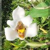 ORCHIDEES DU FENOUILLEDES