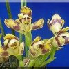ORCHIDEES DU FENOUILLEDES