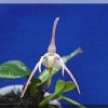 ORCHIDEES DU FENOUILLEDES