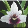 ORCHIDEES DU FENOUILLEDES