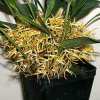 ORCHIDEES DU FENOUILLEDES