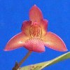 ORCHIDEES DU FENOUILLEDES