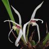 ORCHIDEES DU FENOUILLEDES