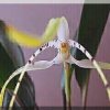 ORCHIDEES DU FENOUILLEDES