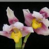 ORCHIDEES DU FENOUILLEDES