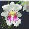 ORCHIDEES DU FENOUILLEDES