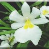 ORCHIDEES DU FENOUILLEDES