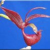ORCHIDEES DU FENOUILLEDES