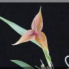 ORCHIDEES DU FENOUILLEDES