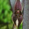 ORCHIDEES DU FENOUILLEDES