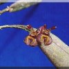 ORCHIDEES DU FENOUILLEDES