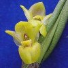 ORCHIDEES DU FENOUILLEDES