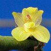 ORCHIDEES DU FENOUILLEDES