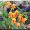 ORCHIDEES DU FENOUILLEDES