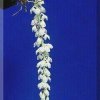 ORCHIDEES DU FENOUILLEDES