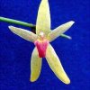 ORCHIDEES DU FENOUILLEDES