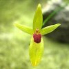ORCHIDEES DU FENOUILLEDES