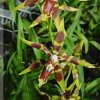 ORCHIDEES DU FENOUILLEDES