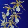 ORCHIDEES DU FENOUILLEDES