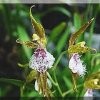 ORCHIDEES DU FENOUILLEDES