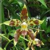 ORCHIDEES DU FENOUILLEDES