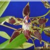 ORCHIDEES DU FENOUILLEDES