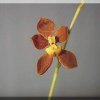 ORCHIDEES DU FENOUILLEDES