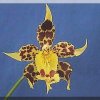 ORCHIDEES DU FENOUILLEDES