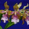 ORCHIDEES DU FENOUILLEDES