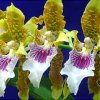 ORCHIDEES DU FENOUILLEDES