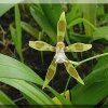 ORCHIDEES DU FENOUILLEDES