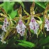 ORCHIDEES DU FENOUILLEDES
