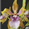 ORCHIDEES DU FENOUILLEDES