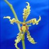 ORCHIDEES DU FENOUILLEDES