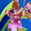 ORCHIDEES DU FENOUILLEDES