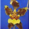 ORCHIDEES DU FENOUILLEDES