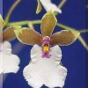 ORCHIDEES DU FENOUILLEDES