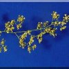 ORCHIDEES DU FENOUILLEDES