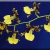 ORCHIDEES DU FENOUILLEDES