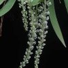 ORCHIDEES DU FENOUILLEDES
