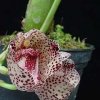 ORCHIDEES DU FENOUILLEDES