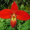 ORCHIDEES DU FENOUILLEDES
