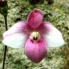 ORCHIDEES DU FENOUILLEDES